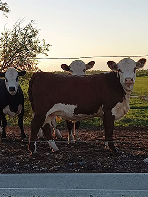 Vacunos en feedlot de Costas del Río SRL durante el atardecer en Villa Ascasubi