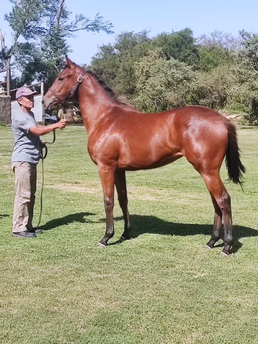 Presentación de potrillo Sangre Pura en Haras Costa del Río SRL