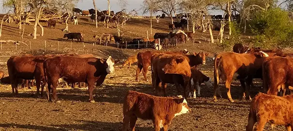 Feedlot de Costa del Río SRL: vacunos en proceso de engorde a corral