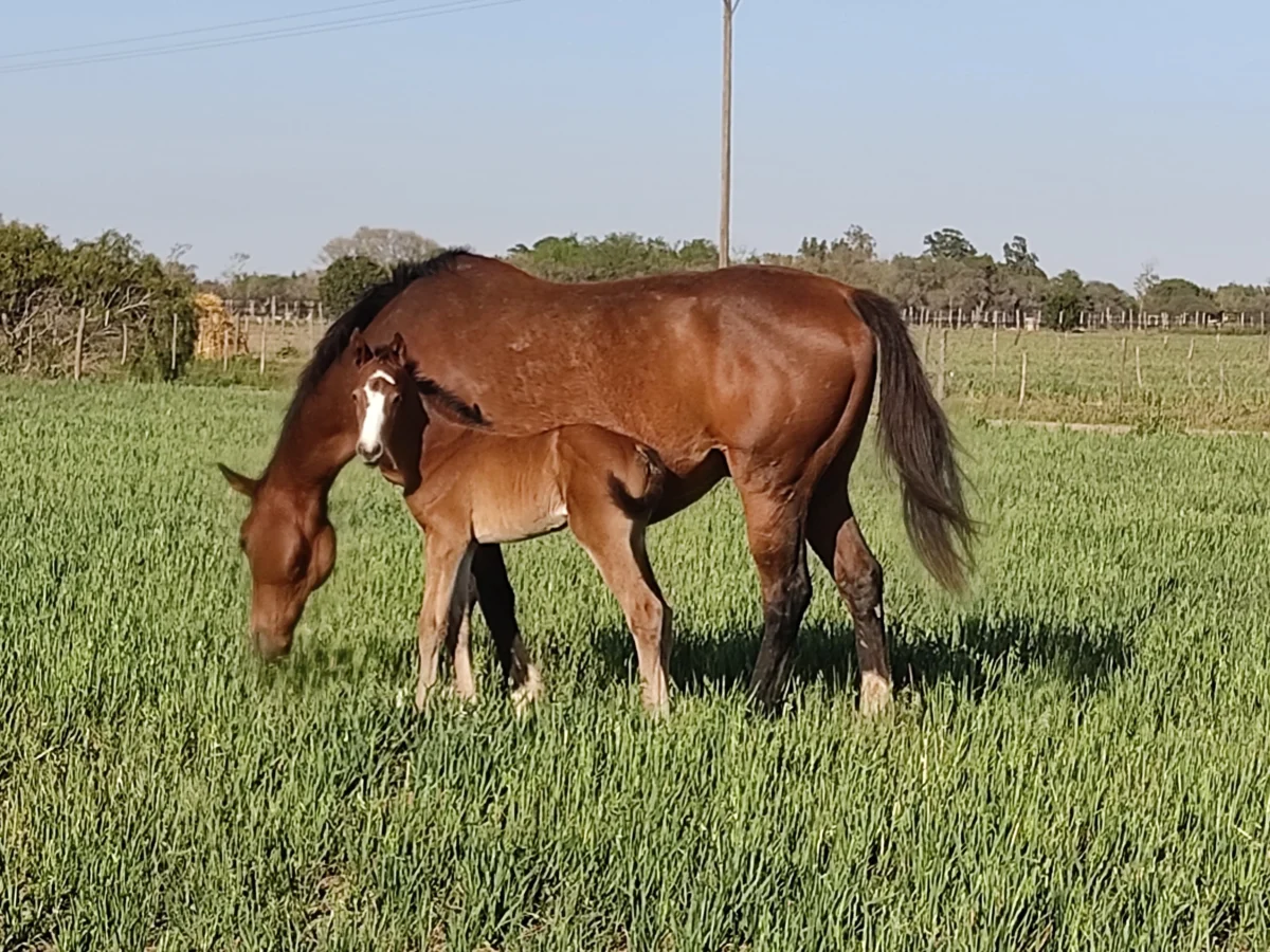 Yegua SPC con su cría en el campo de Haras Costa del Río SRL
