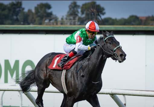 Caballo Rio New en plena carrera en el Hipódromo de San Isidro, montado por su jockey y en primer lugar.