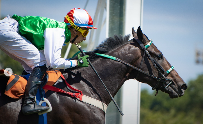 Caballo Rio New en plena carrera en el Hipódromo de San Isidro, montado por su jockey y en primer lugar.
