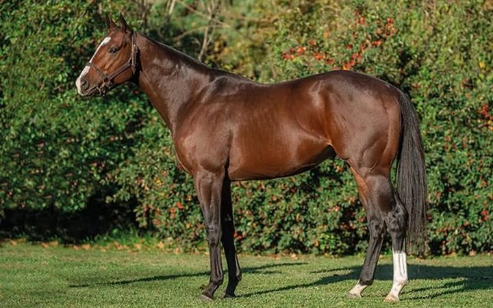 Legión de Honor, nuevo padrillo del Haras Costa del Río y padre de Invitala.